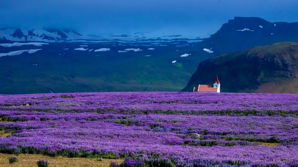 Lavendelmark i blomst, en af de klassiske råvarer i parfume