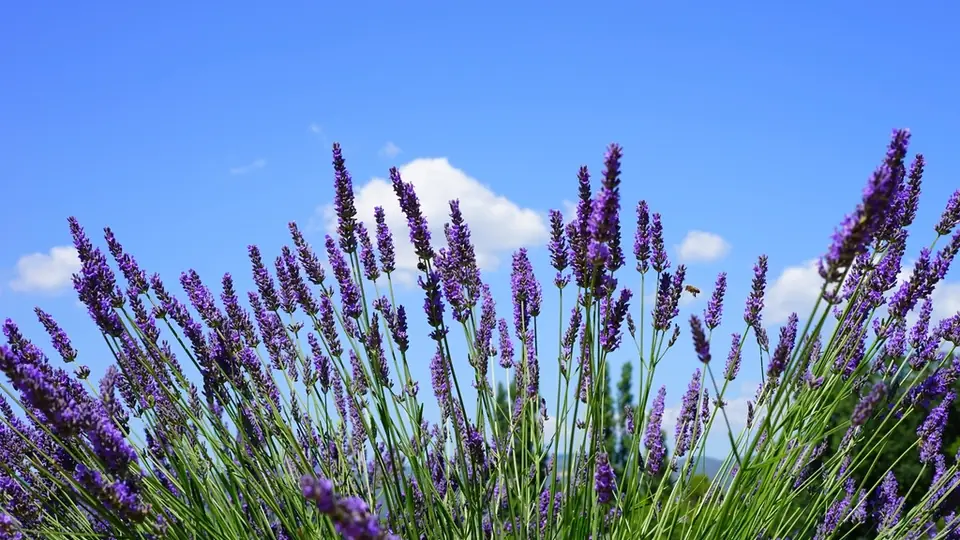 Lange rækker af lilla lavendel