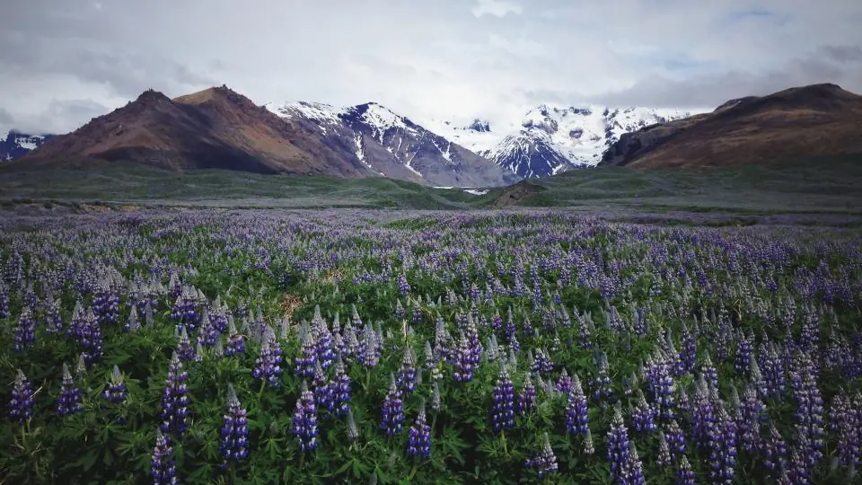 Lavendel badet i sollys